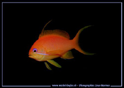 A little Red Fish with a Black Background... Que du Bonhe... by Michel Lonfat 